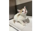 Adopt Funko a Domestic Shorthair / Mixed (short coat) cat in Oakdale