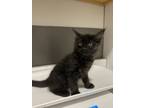 Adopt Fuschia a Domestic Mediumhair / Mixed (long coat) cat in Oakdale