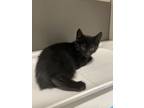 Adopt Cadmium a All Black Domestic Mediumhair / Mixed (long coat) cat in