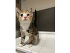 Adopt Bumpkin a Domestic Shorthair / Mixed (short coat) cat in Oakdale