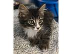 Adopt Porky a Spotted Tabby/Leopard Spotted Domestic Shorthair / Mixed cat in