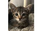 Adopt Felix a Spotted Tabby/Leopard Spotted Domestic Shorthair / Mixed cat in