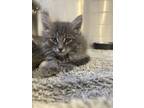 Adopt Gizmo a Spotted Tabby/Leopard Spotted Domestic Longhair / Mixed cat in