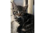 Adopt Bear a Spotted Tabby/Leopard Spotted Domestic Shorthair / Mixed cat in