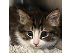 Adopt Johnny a Spotted Tabby/Leopard Spotted Domestic Longhair / Mixed cat in