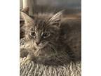 Adopt Salem a Spotted Tabby/Leopard Spotted Domestic Longhair / Mixed cat in