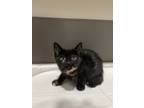 Adopt Cambridge a Domestic Mediumhair / Mixed (short coat) cat in Oakdale