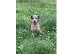 Adopt Chili a Catahoula Leopard Dog / Dachshund / Mixed dog in Willingboro