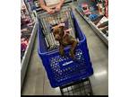 Adopt Remi a Pit Bull Terrier / Labrador Retriever / Mixed dog in Willingboro