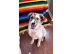 Adopt Clove a White - with Tan, Yellow or Fawn Australian Cattle Dog / Mixed