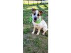 Adopt Hickory a Tricolor (Tan/Brown & Black & White) Australian Cattle Dog /