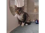 Adopt Jet a Domestic Shorthair / Mixed cat in Edmonton, AB (41557418)