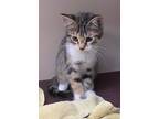 Adopt Blue a Domestic Shorthair / Mixed cat in Edmonton, AB (41557417)