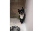 Adopt Panther a Domestic Shorthair / Mixed cat in Edmonton, AB (41557416)