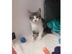 Adopt Ranger a Domestic Shorthair / Mixed cat in Edmonton, AB (41557415)