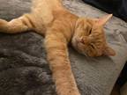Adopt Morris a Orange or Red Tabby Domestic Shorthair / Mixed (short coat) cat