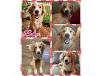 Adopt Lola a Mixed Breed (Medium) / Mixed dog in Williamsville, NY (41558460)