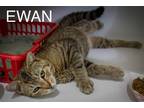Adopt Ewan (FCID# 05/16/2024 - 17 Trainer) a Brown Tabby Domestic Shorthair /