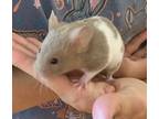 Adopt Marina a Hamster small animal in Imperial Beach, CA (41558458)