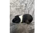 Adopt Carnation a Black Guinea Pig small animal in Imperial Beach, CA (41558457)