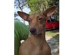Adopt Ruth a Red/Golden/Orange/Chestnut Dachshund / Mixed dog in Ridgeland