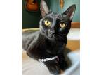 Adopt Onyx a All Black Domestic Shorthair / Mixed (short coat) cat in Raleigh
