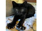 Adopt Clara Bow a All Black Domestic Shorthair / Mixed (short coat) cat in