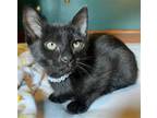 Adopt August a All Black Domestic Shorthair / Mixed (short coat) cat in Raleigh