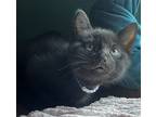 Adopt Travis a All Black Domestic Shorthair / Mixed (short coat) cat in Raleigh