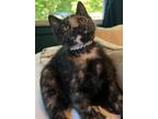Adopt Wisteria a Black (Mostly) Domestic Shorthair / Mixed (short coat) cat in