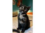 Adopt Betty a Black (Mostly) Domestic Shorthair / Mixed (short coat) cat in