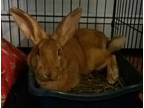 Adopt Rosie a Tan American (short coat) rabbit in Westford, MA (41558445)