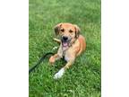 Adopt Scooter a Mixed Breed (Medium) / Mixed dog in Leverett, MA (41558431)