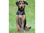 Adopt Crocket a Black - with Brown, Red, Golden, Orange or Chestnut Mixed Breed
