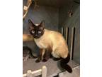 Adopt Francis a Siamese cat in Parker, CO (41558451)