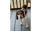 Adopt Millie a Beagle / Mixed dog in Mooresville, NC (41558314)