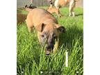 Adopt Izzy (24-063 D) a Mixed Breed (Medium) / Mixed dog in Saint Johns