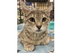Adopt Meadow a Spotted Tabby/Leopard Spotted Domestic Shorthair / Mixed (short