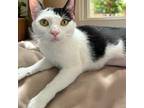 Adopt Dimple a Domestic Shorthair / Mixed (short coat) cat in Mount Laurel