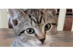 Adopt Dewey a Spotted Tabby/Leopard Spotted Domestic Shorthair cat in Wendell
