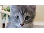 Adopt Bambi a Gray or Blue Domestic Shorthair / Mixed (short coat) cat in