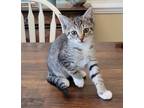 Adopt Buster a Gray or Blue (Mostly) Domestic Shorthair (short coat) cat in