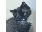 Adopt Thunder a All Black Domestic Mediumhair / Mixed (long coat) cat in