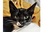 Adopt Thunder a Black & White or Tuxedo Domestic Shorthair / Mixed cat in