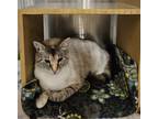 Adopt Angie a Spotted Tabby/Leopard Spotted Siamese cat in Greensboro