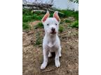 Adopt Peanut a White Mixed Breed (Medium) dog in Milton, DE (41558432)