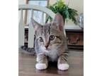 Adopt Heidi a Gray or Blue (Mostly) Domestic Shorthair (short coat) cat in