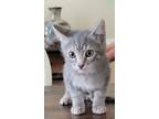 Adopt Minnie a Gray or Blue Domestic Shorthair / Mixed (short coat) cat in