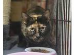 Adopt Hazelnoot a Domestic Shorthair / Mixed cat in Escondido, CA (41556470)