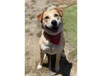Adopt Ricky a Labrador Retriever / Golden Retriever / Mixed dog in Escondido